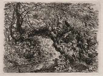 Le vieux saule près d