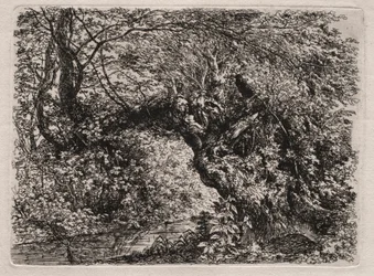 Le vieux saule au ruisseau