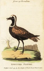 Pluvier doré américain ou pluvier tacheté, Pluvialis dominica