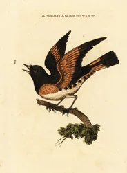 Paruline flamboyante, Setophaga ruticilla