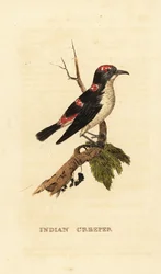 Grimpereau brun d