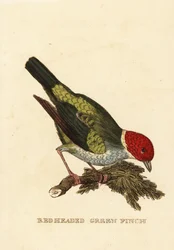 Tangara gyrole, Tangara gyrola