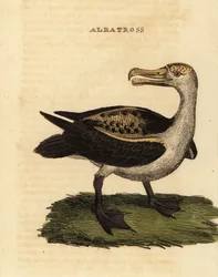 Albatros à sourcils noirs, Thalassarche melanophris