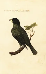 Bulbul à calotte noire, Pycnonotus melanicterus