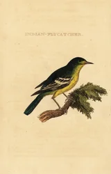 Gobemouche à dos vert, Ficedula elisae