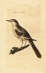 Moqueur polyglotte, Mimus polyglottos