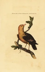 Manakin à tête orange, Pipra aureola