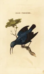 Sucrier pourpré, Cyanerpes caeruleus