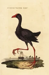 Talève sultane, Porphyrio porphyrio
