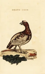 Tétras du Canada, Falcipennis canadensis canace