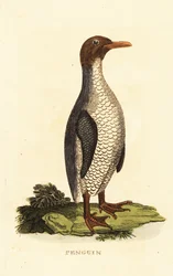 Espèce inconnue de manchot