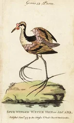 Jacana noir, Jacana jacana