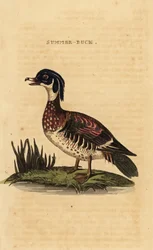 Canard branchu, Aix sponsa