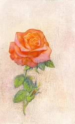 Rose pâle