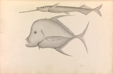Récit du voyage du commodore George Anson autour du monde