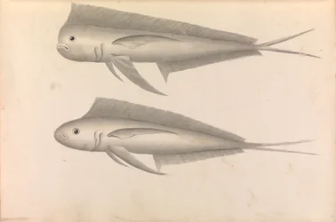 Compte du voyage du commodore George Anson autour du monde