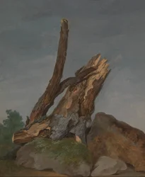 Étude de rochers et de branches