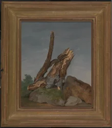 Étude des roches et des branches
