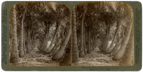 Avenue de palmiers à noix de coco, Floride, USA, 1891