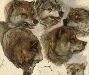 Études de têtes de huskies