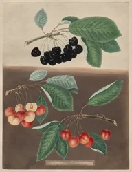 Pomona Britannica : N° 10 - Cerises