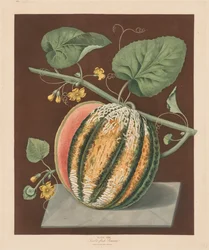 Pomona Britannica: No. 64 - Melon Scarlet Flesh Romana