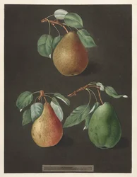 Pomona Britannica : No. 82 - Poires