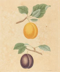 Deux prunes