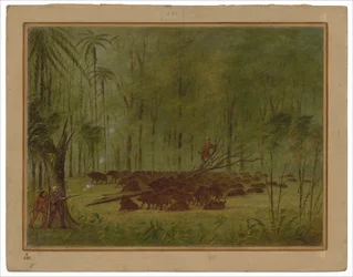 Combat avec des pécaris - Caraïbes