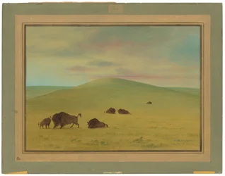 Pâturages américains - Prairies de la Platte
