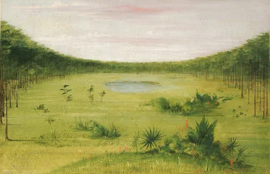 Belle savane dans les pinèdes de Floride