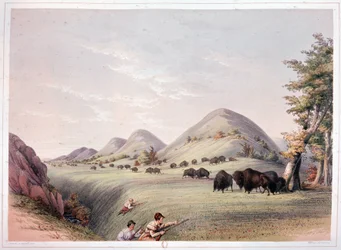 Chasse au bison