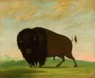 Taureau de Buffle, pâturage dans la prairie