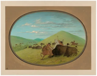 Buffalo Chase - Les taureaux protègent les veaux