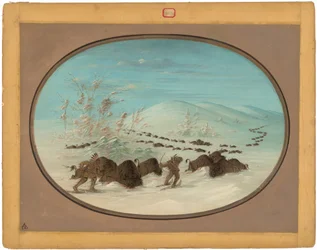 Chasse au bison dans les congères - Ojibbeway