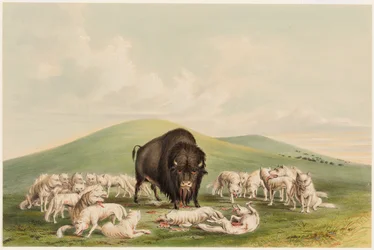 Chasse au bison, Loups blancs attaquant un bison