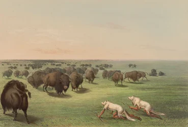 Chasse au bison, avec peau de loup, planche 13 du North American Indian Portfolio