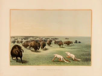 Chasse au bison, sous la peau du loup blanc--no. 13