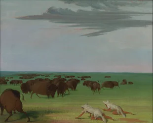 Chasse au buffle sous le masque en peau de loup