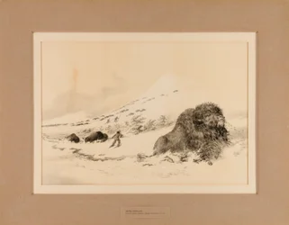 Buffle mourant--no. 17