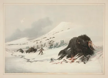 Bison mourant dans une congère, pl. 17 du Portfolio des Indiens d