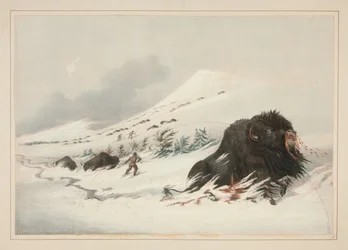 Bison mâle mourant dans une congère, planche 17 du Portfolio des Indiens d