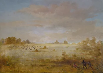 Élan broutant dans une prairie d