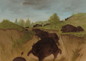 Ours grizzlis attaquant des buffles