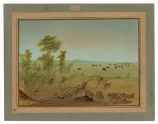 Buffles et loups embourbés