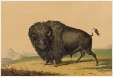 Le bison américain