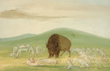 Buffle blessé entouré de loups blancs