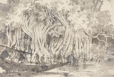 Un arbre Pipul