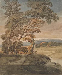 Arbres sur un chemin de colline