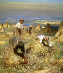 Récolte, liant les gerbes